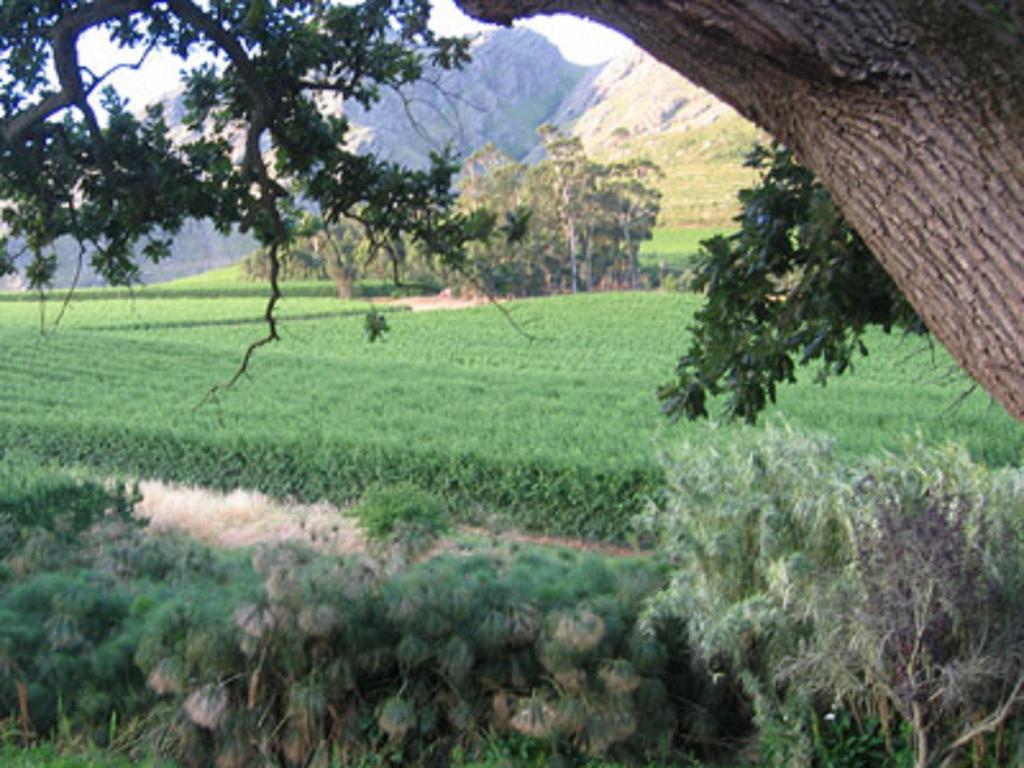 Villa La Terra De Luc Franschhoek Esterno foto